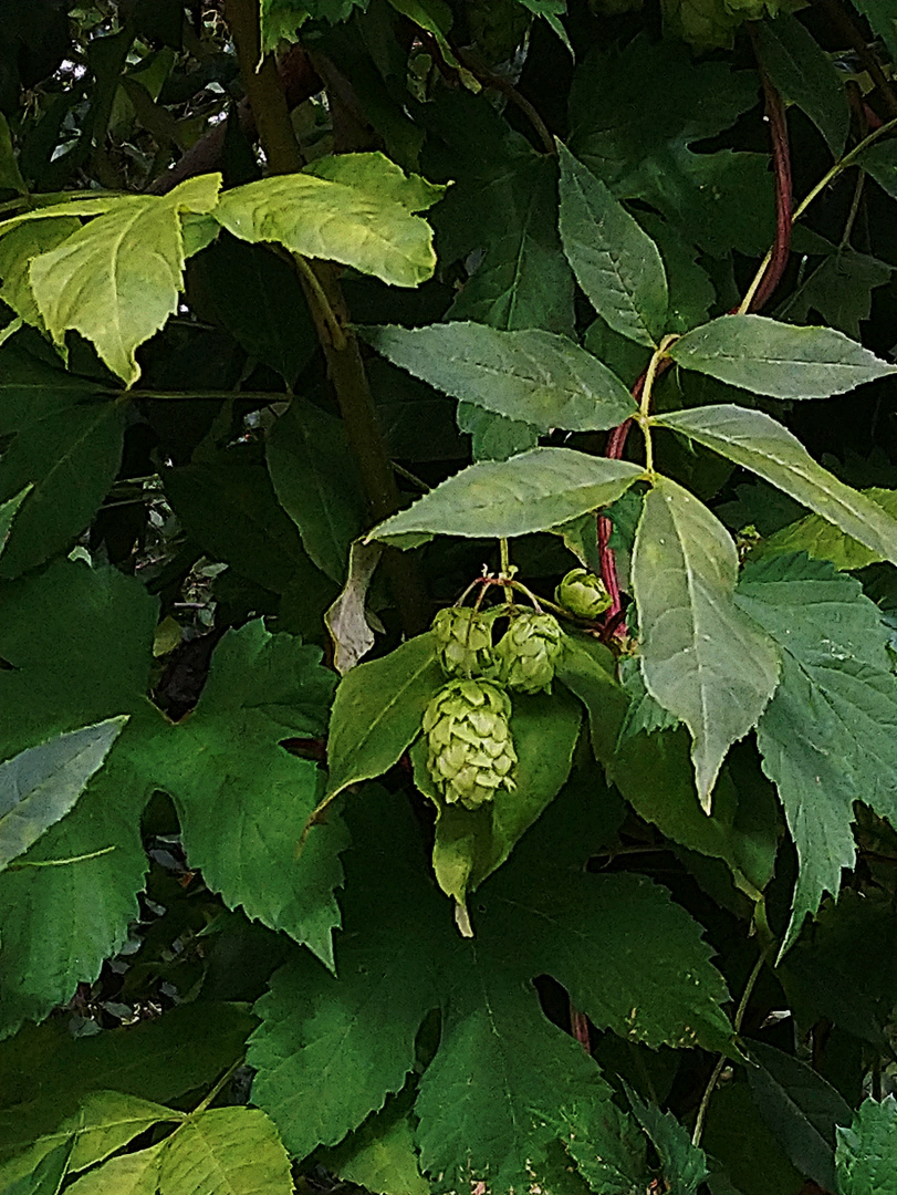 Hopfen und Malz Gott erhalt's