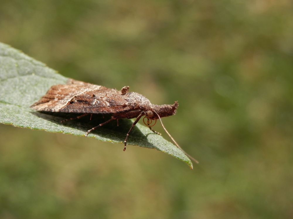 Hopfen-Zünslereule (Hypena rostralis)