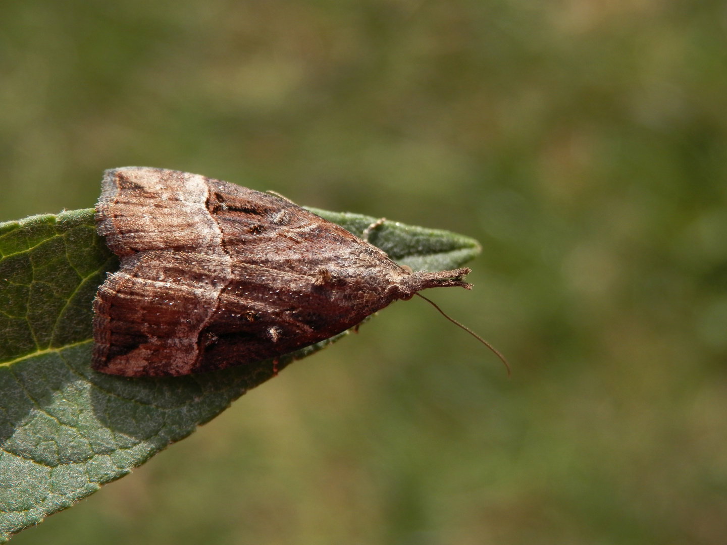 HopfenZünslereule (Hypena rostralis) Foto & Bild tiere, wildlife