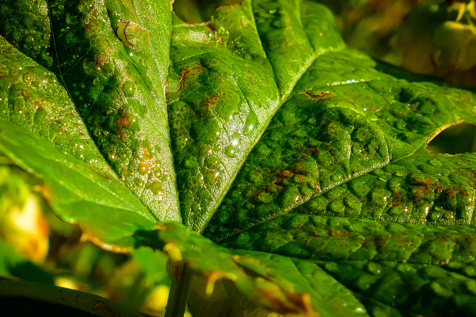 Hopfenblatt mit Herbsttau