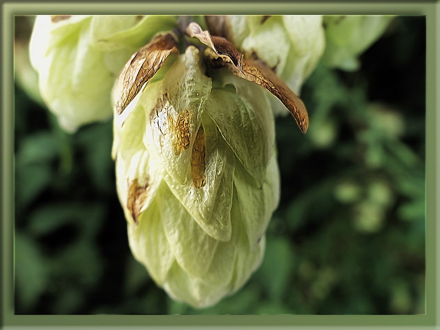 Hopfenblüte