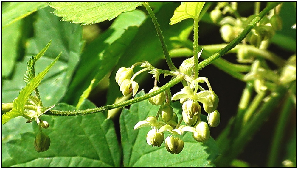 Hopfenblüten