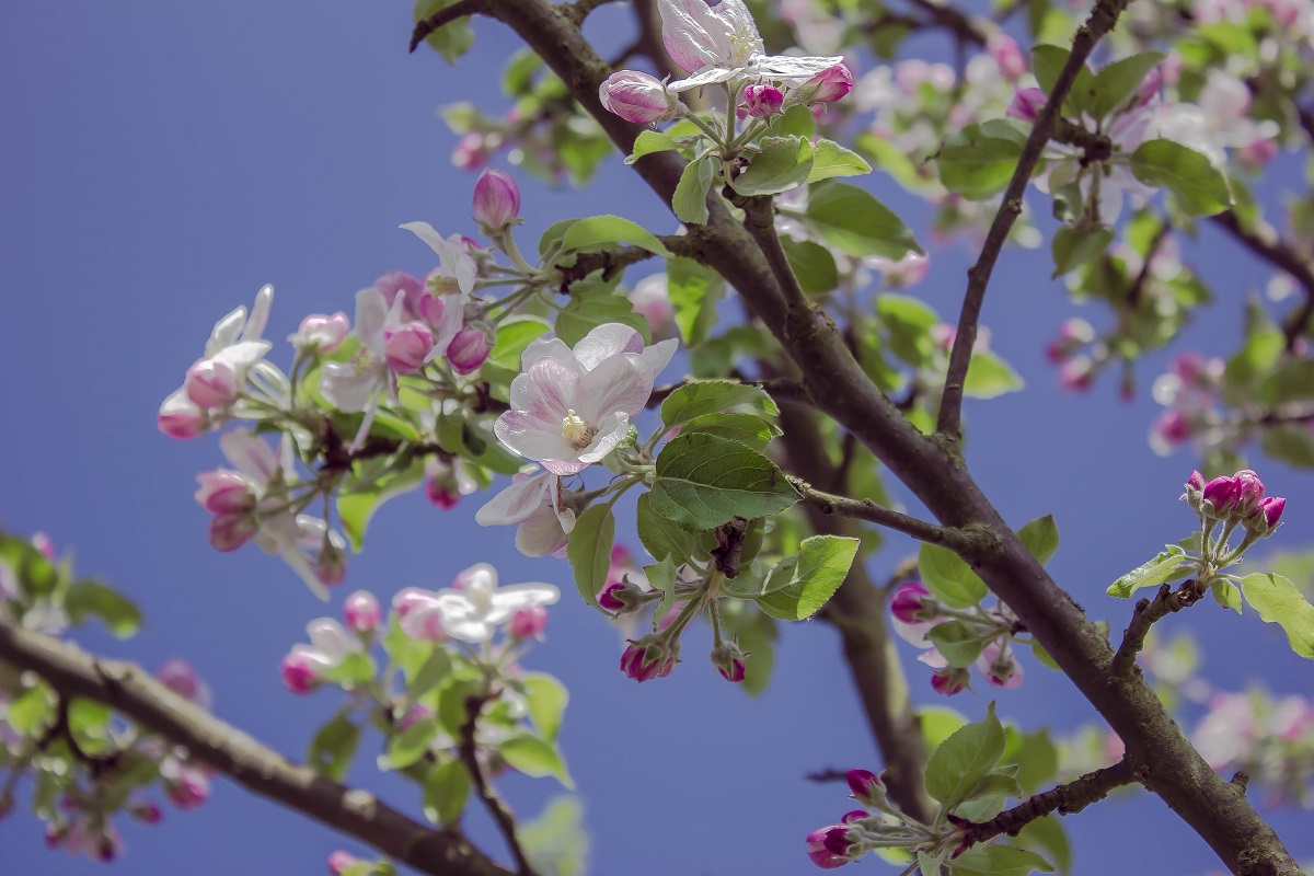 Hopfenblüten...