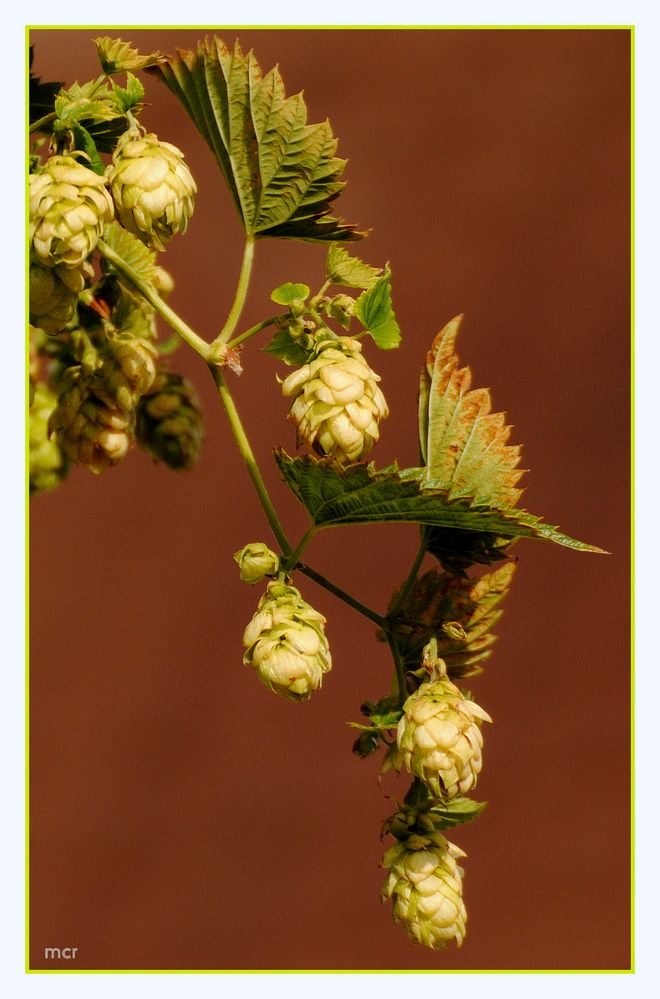 Hopfenblüten