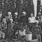 Hopfenernte 1928