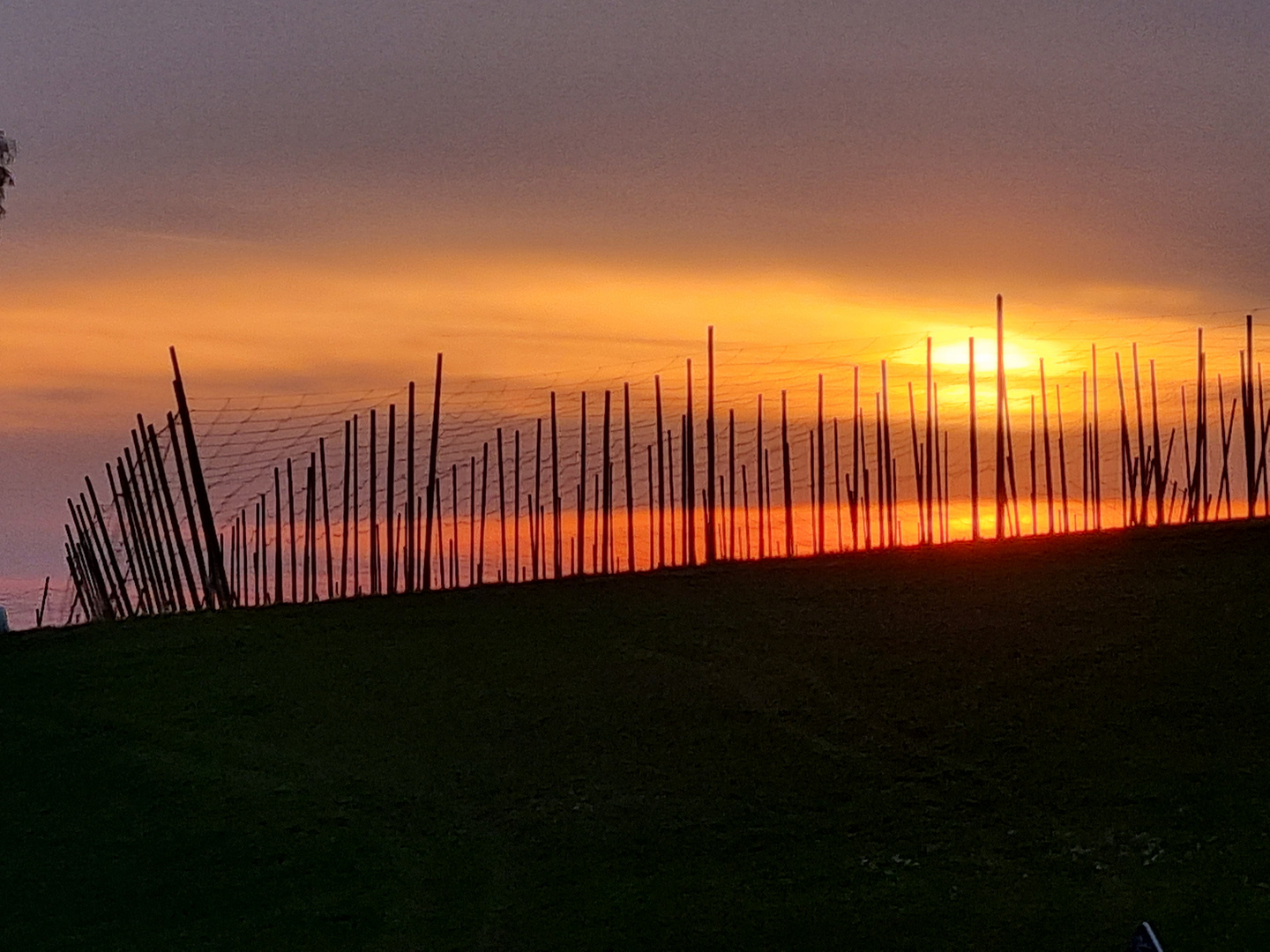 Hopfenfeld im Sonnenuntergang