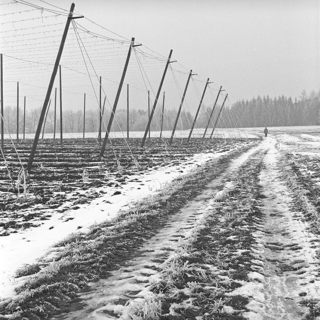 Hopfenfeld im Winter