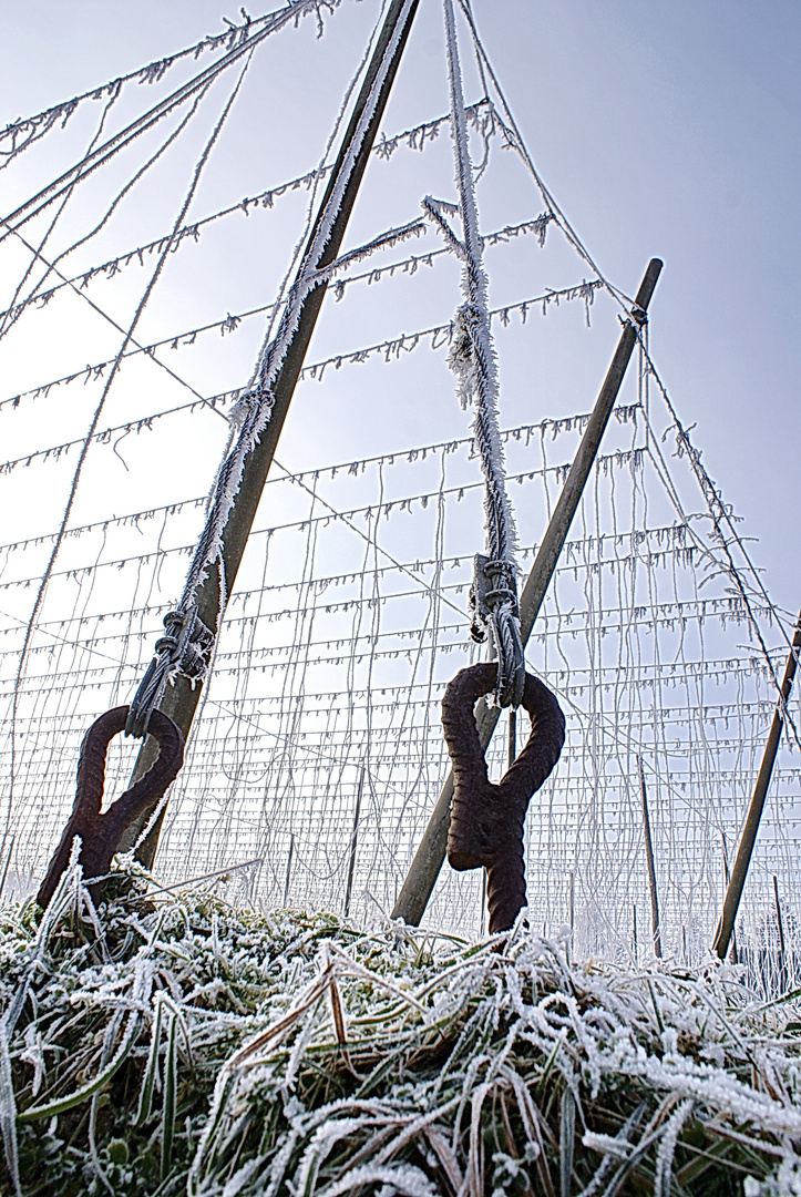 Hopfenfeld im Winter