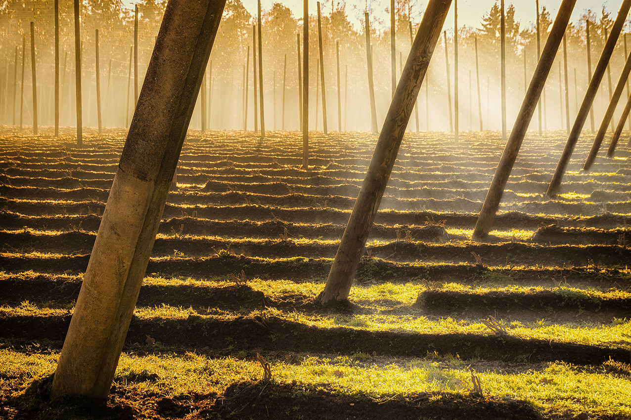 Hopfengarten im Licht