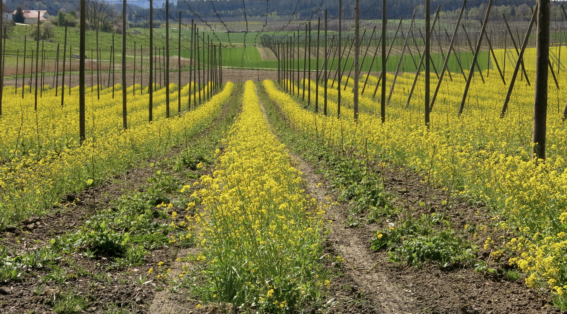 Hopfengarten im Mai