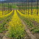 Hopfengarten im Mai