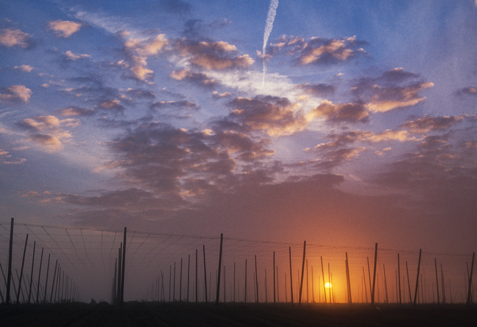 Hopfengarten im Morgenlicht