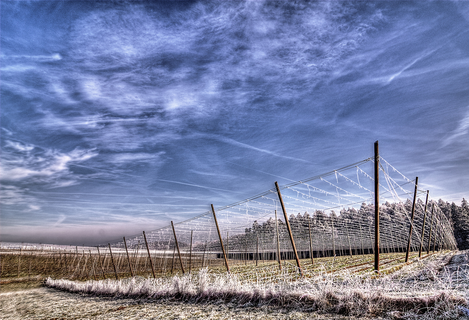 Hopfengarten nähe Pfaffenhofen, Winter