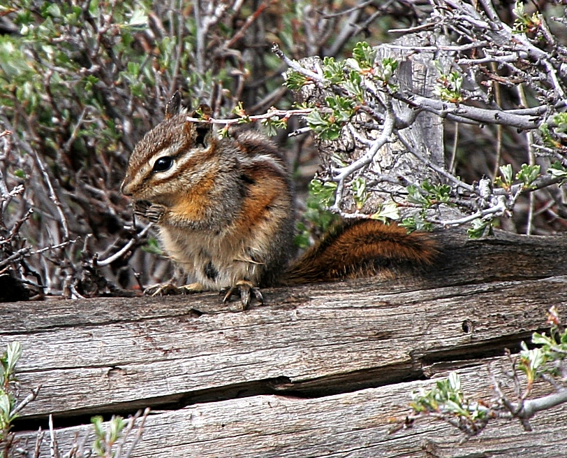 Hopi-Chipmunk