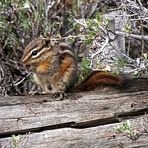 Hopi-Chipmunk