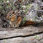 Hopi-Chipmunk