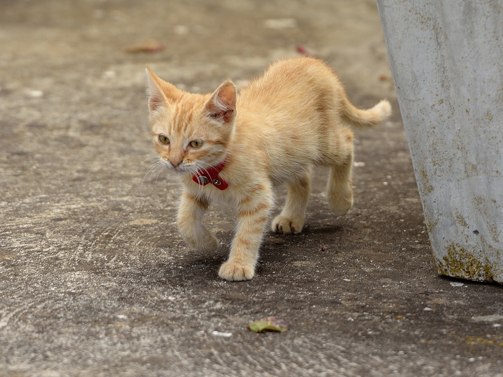 ** Hopla jetzt kommt die kleine Miezekatze **