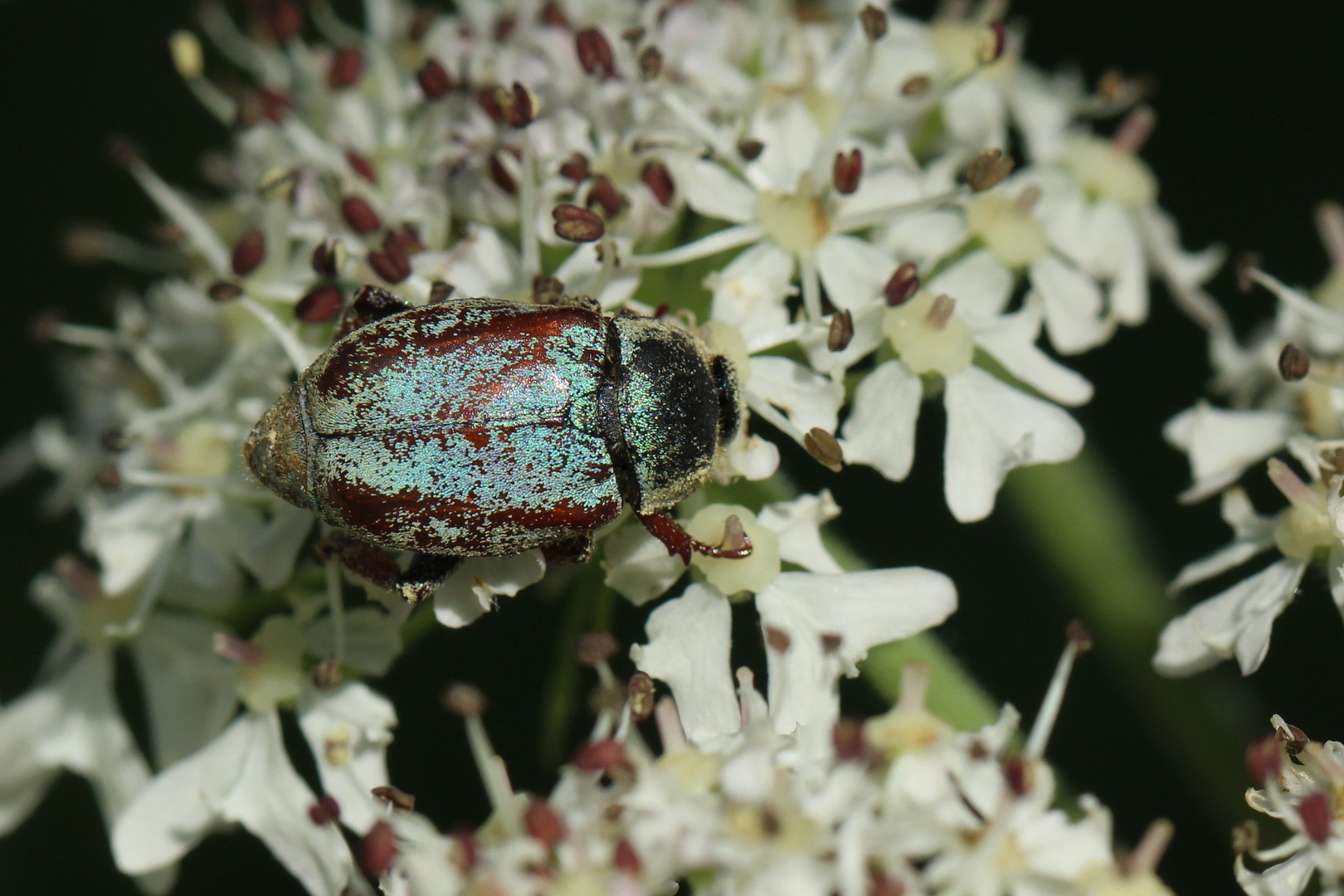 Hoplia argentea