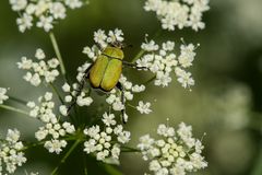 Hoplia argentea