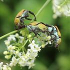 Hoplia argentea- Goldstaub Laufkäfer 2