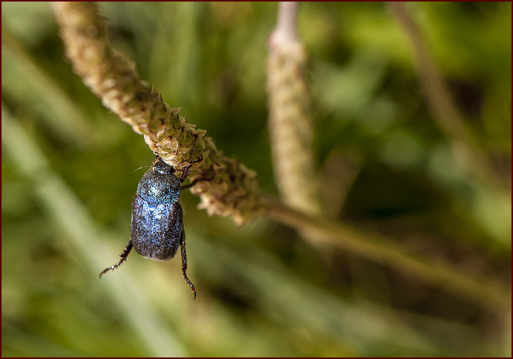 Hoplia Caerulea