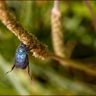 Hoplia Caerulea