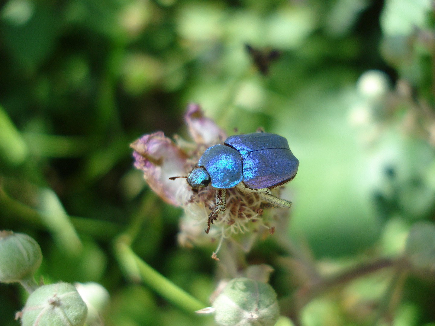 Hoplia Coerulea