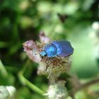 Hoplia Coerulea