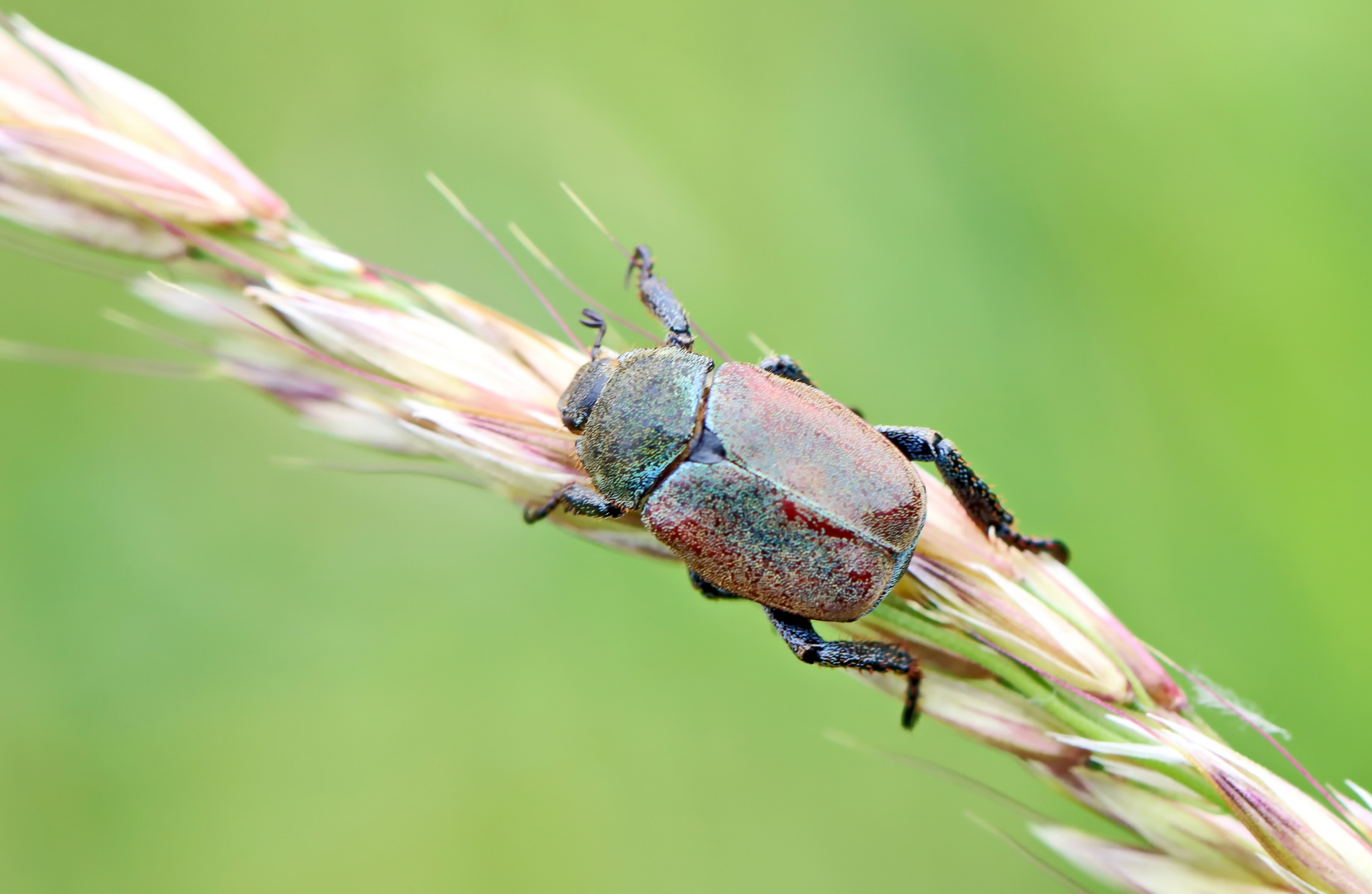 Hoplia graminicola