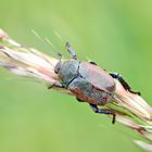 Hoplia graminicola