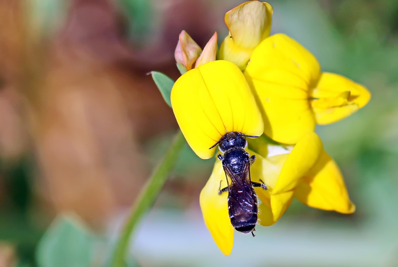 Hoplitis leucomelana