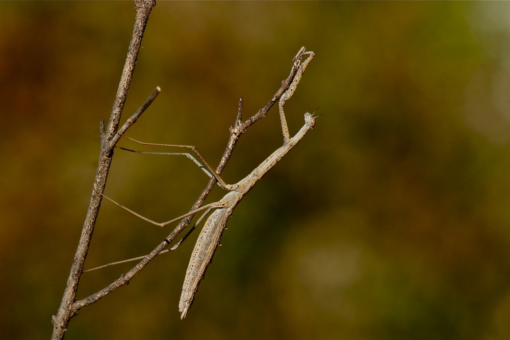 Hoplocorypha macra - female (1d)