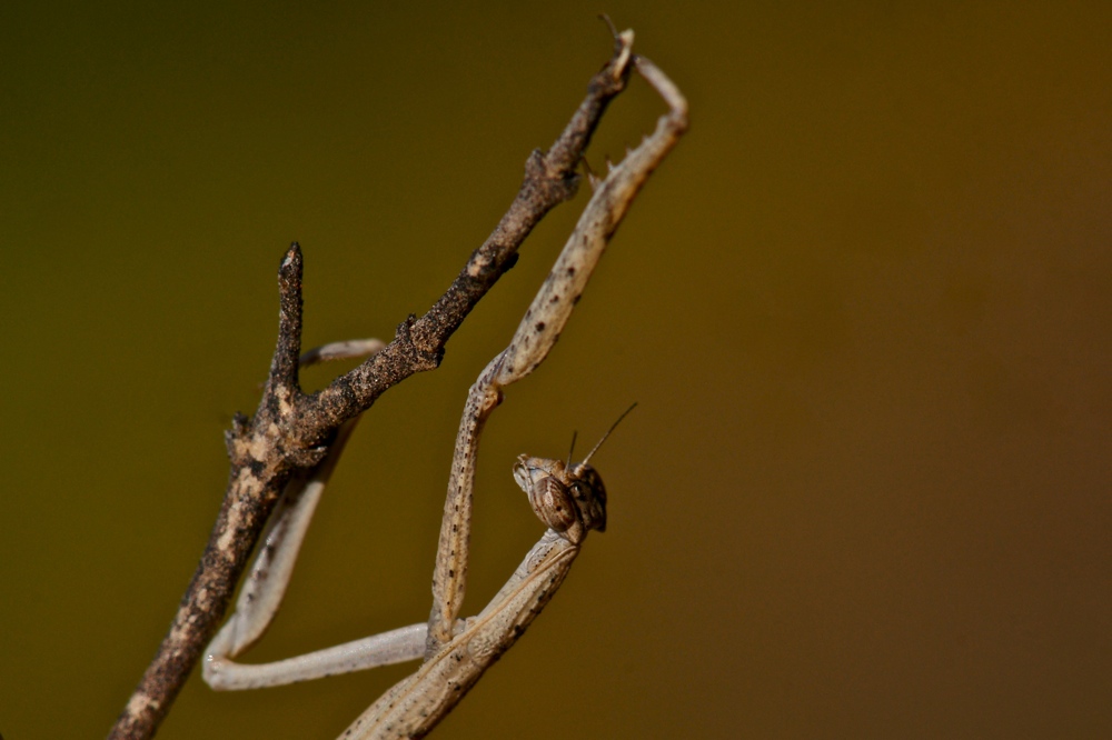 Hoplocorypha macra - female (1e)