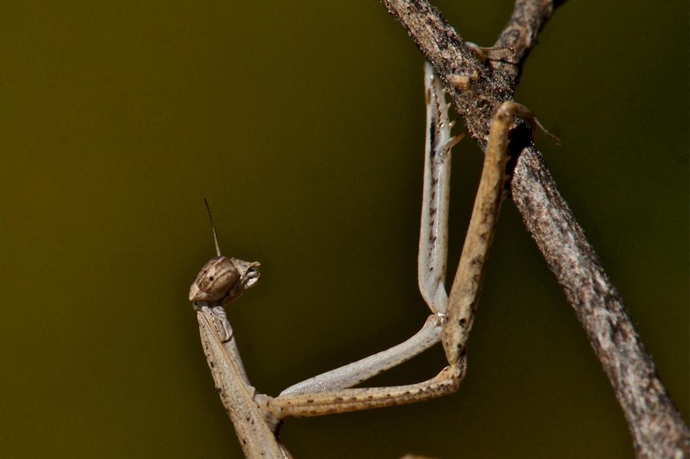 Hoplocorypha macra - female (1g)