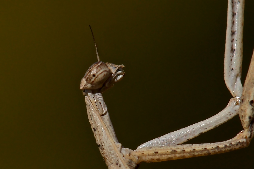 Hoplocorypha macra - female (1h)