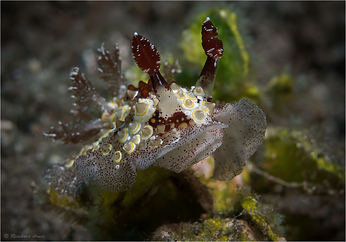 Hoplodoris estrelyado