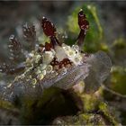 Hoplodoris estrelyado