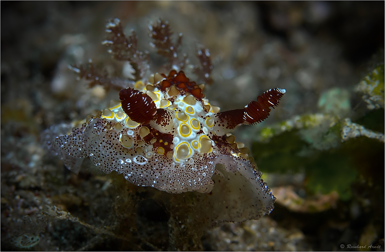 Hoplodoris estrelyado (2)