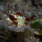 Hoplodoris estrelyado (2)