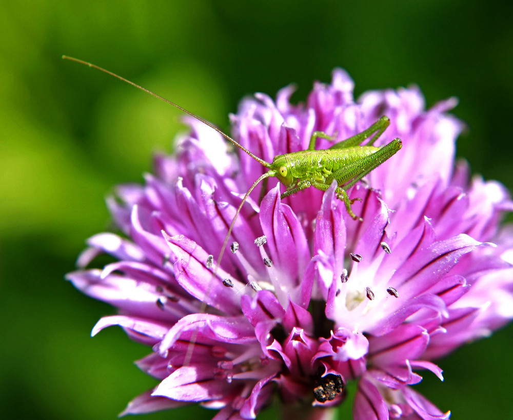 hopp... Foto & Bild | archiv - kritik am bild, kritik am bild, natur