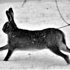 Hopp-ala! Oder ABC, der Hase läuft wieder im Schnee