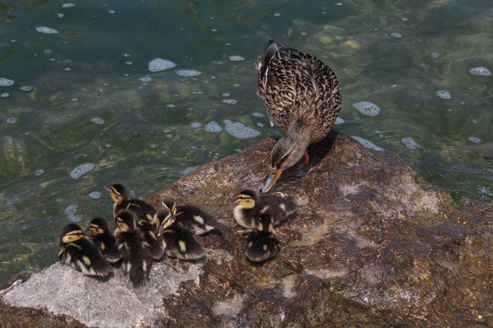 hopp, hopp Foto & Bild | tiere, wildlife, wild lebende vögel Bilder