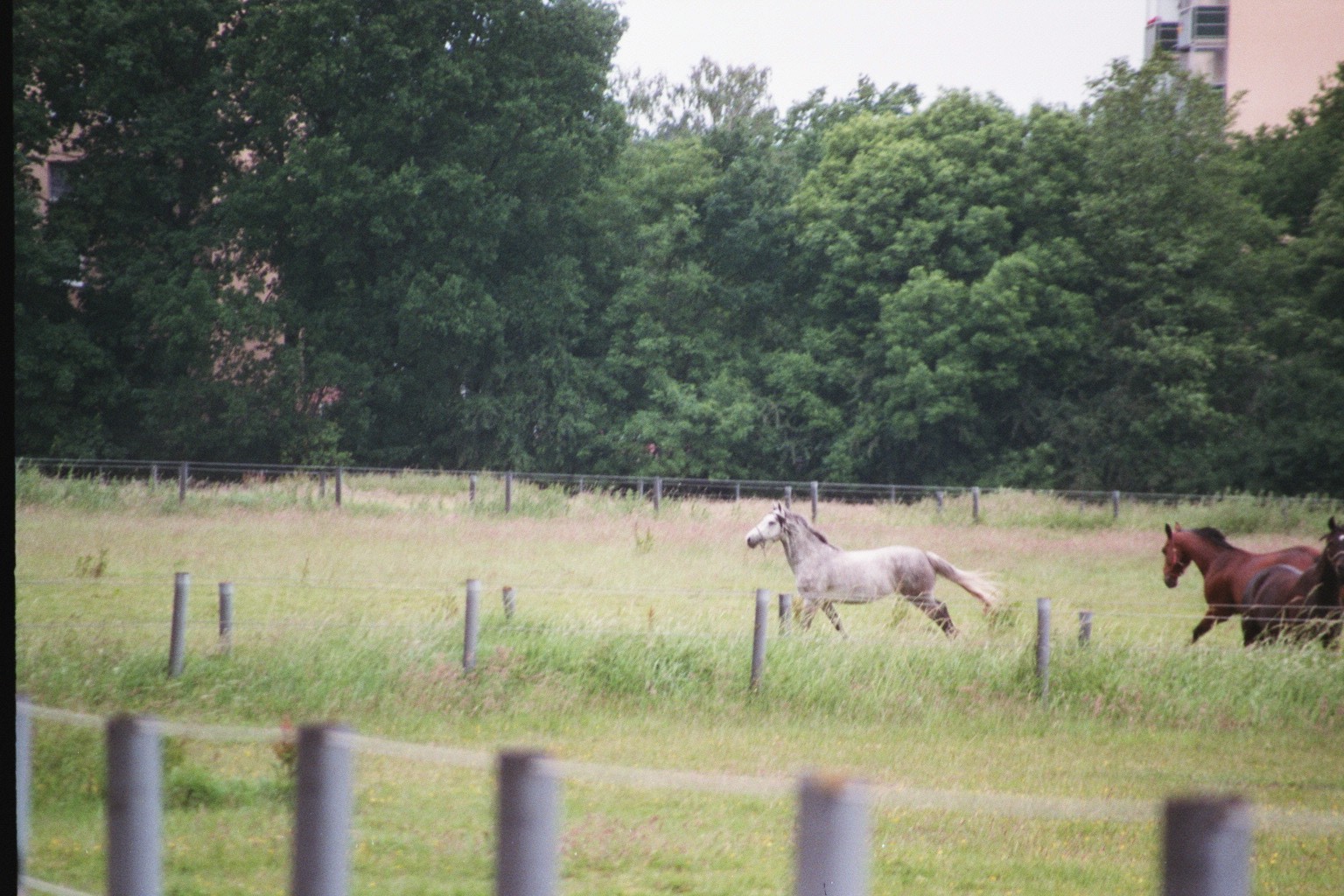 Hopp hopp, aber nicht im Galopp