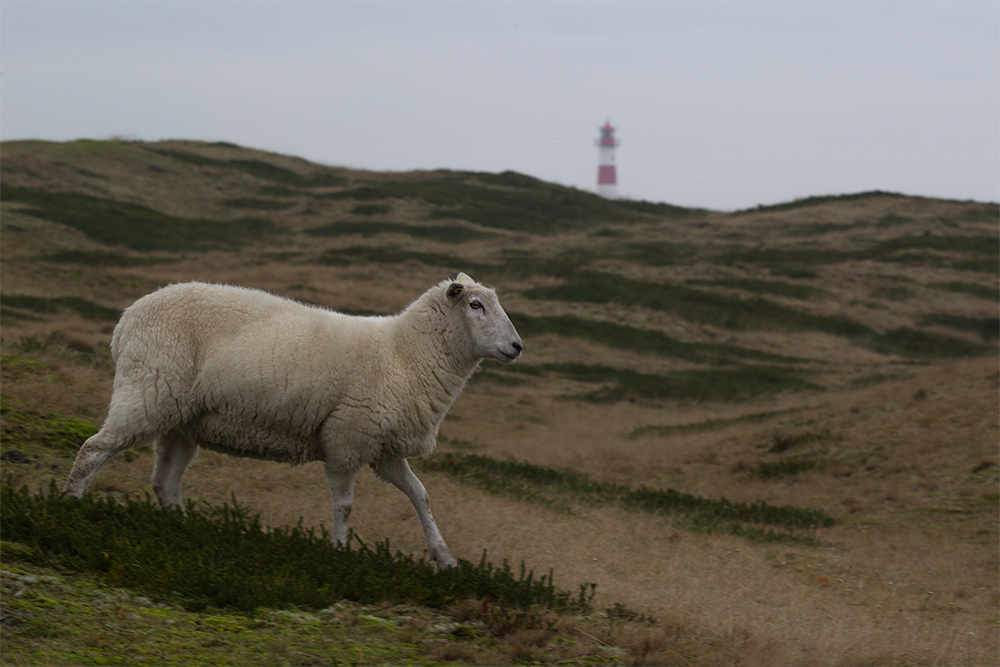 hopp, hopp, hopp Foto & Bild deutschland, europe, schleswig holstein