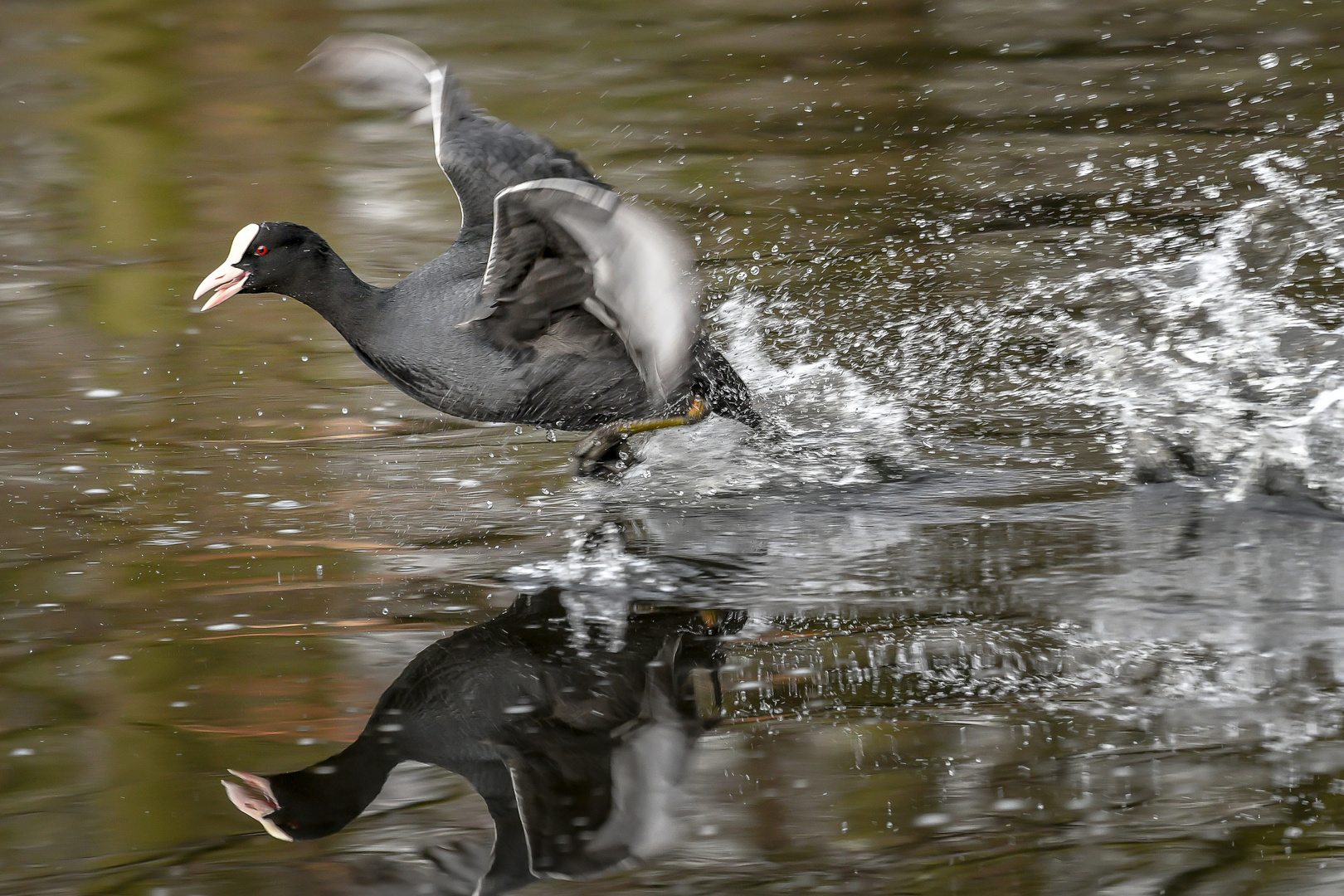 Hopp, hopp, hopp...