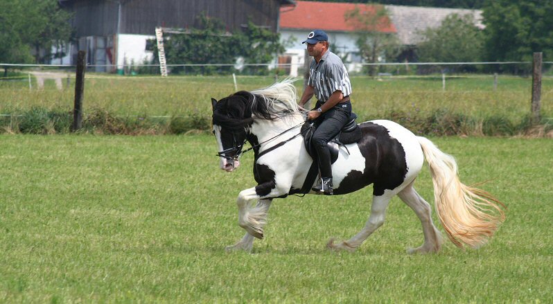 hopp hopp, pferdchen lauf gallopp *g*