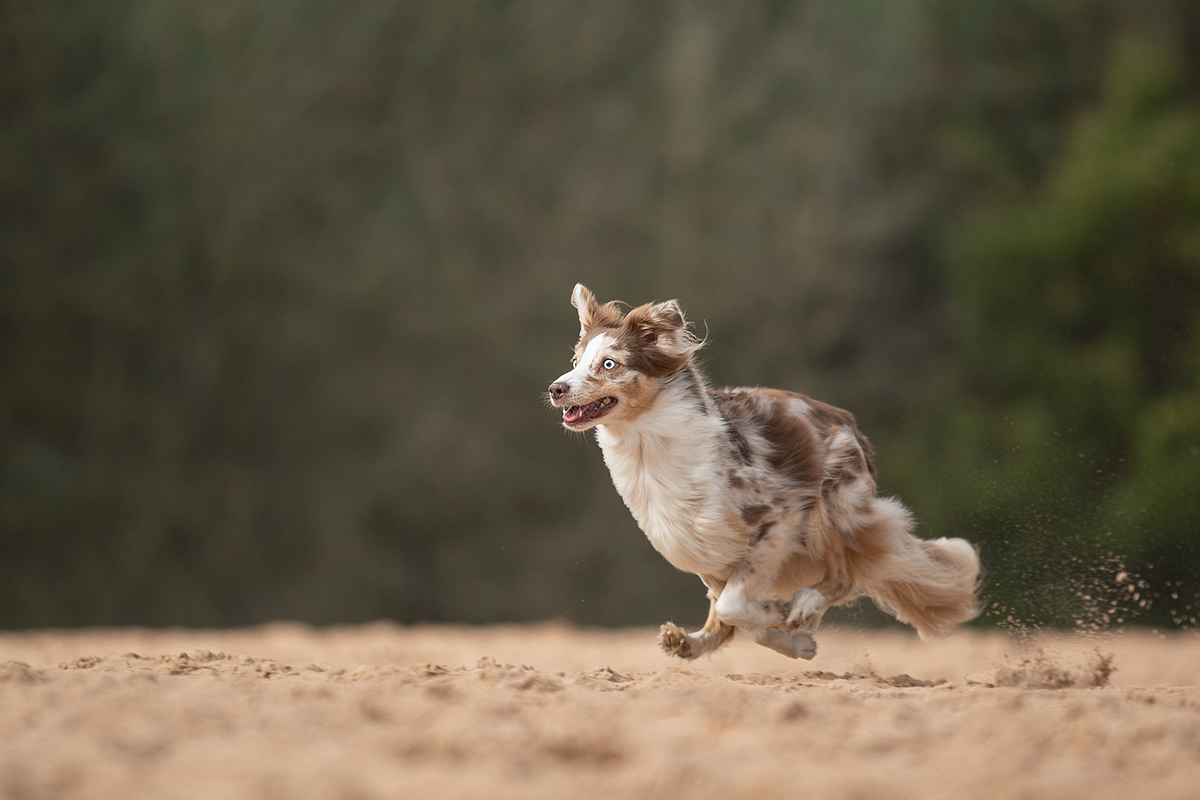 hopp, hopp,hopp, im Schweinsgalopp