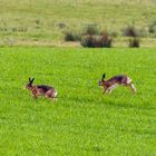 Hoppel-Hasen beim abendlichen Spiel