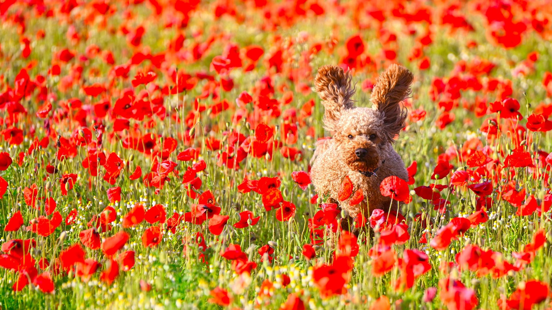 Hoppelchen beim Mohnbaden