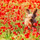 Hoppelchen beim Mohnbaden